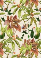 Aqui Floral & Nature & Tropical Vol.2 F/W